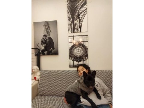 Sahibinden french bulldog çoluk çocuk aramasın
