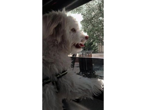 Maltipoo köpeğim
