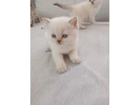 British longhair ve shorthair blue point