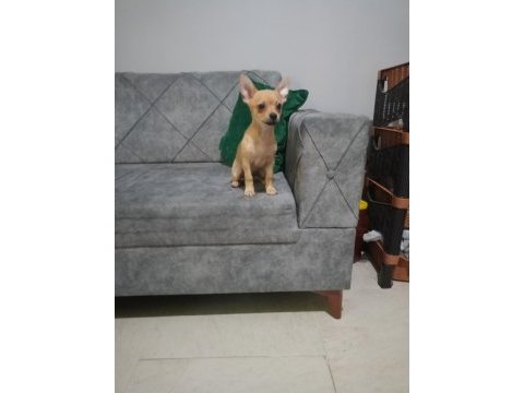 Şivava 1.5 aylık chihuahua