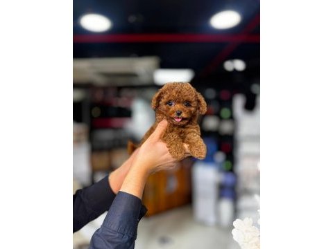 En özel safkan şecereli poodle yavrular