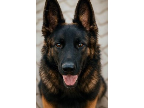 Sevgine zamanına emeğine değecek köpek arayanlara