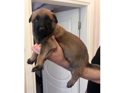 Safkan ırk garantili malinois köpekler