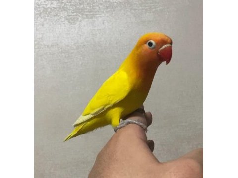 Lutino cennet papağanı yavru