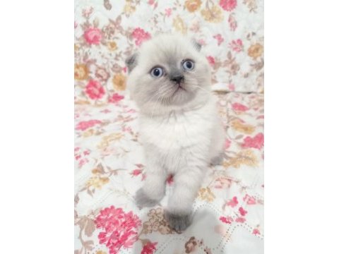 Scottish fold yavrular