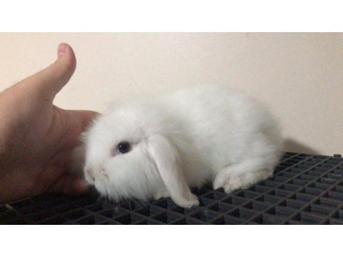 Orjinal hollanda lop ve cüce tavşanlarım