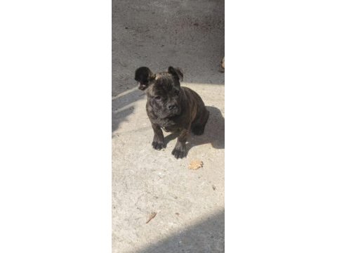 French bulldog safkan