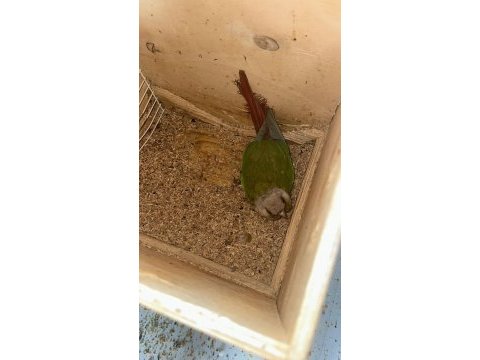 Elimde 6 adet var isteyene 3 çift konur papağanı