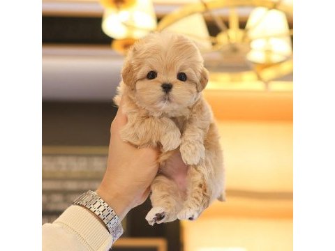 Saglık ve ırk garantılı maltıpoo bebeklerım