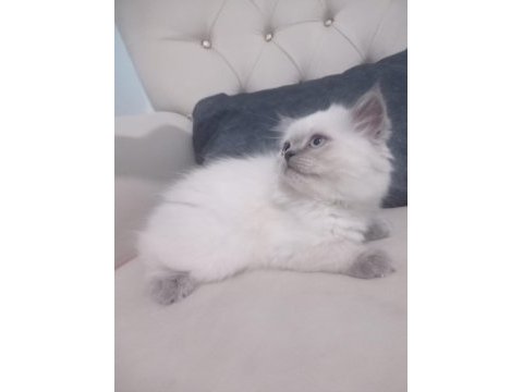 Kaliteli tatlı british shorthair yavrular
