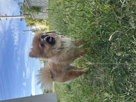 Pomeranian 11 aylık