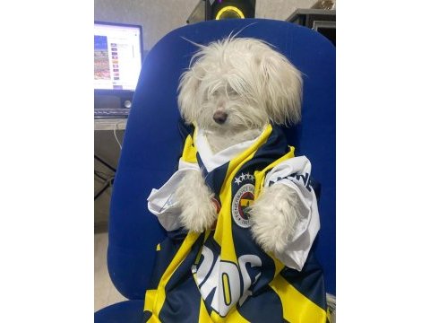 10 aylık 0 numara terrier maltese