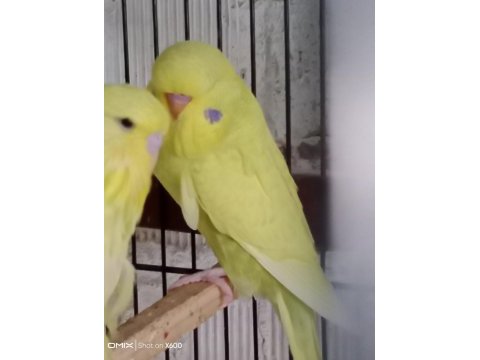 Konuşturmalık renk güzeli show jumbo kuşlar ve anaçlar