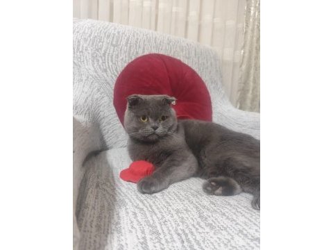 Scottish fold erkek eşleştirme ilanı
