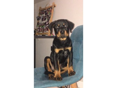 Koca kafa rottweiler