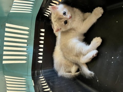 2 aylık dünya tatlısı british shorthair bebekler