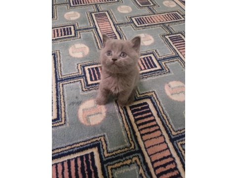 Anne british longhair baba british shorthair