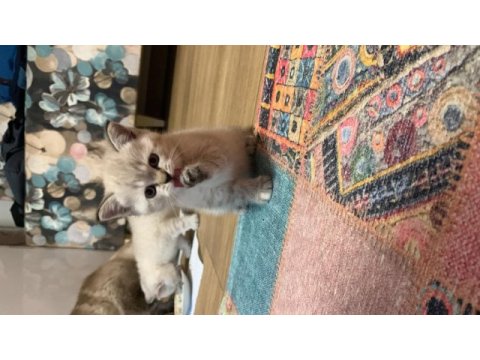45 günlük a kalite scottish fold yavrular