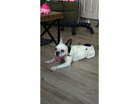 8 aylık tüm aşıları kimlik çip tam dişi french bulldog
