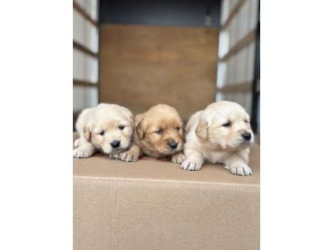 Bebek surat golden retriever yavrular sakarya