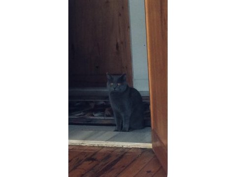 1. kalite british shorthair
