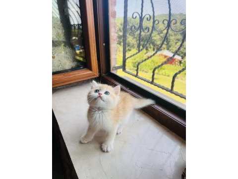 Saf kan golden british shorthair yavrular (wcf kayıtlı)