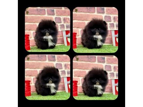 Orjinal pomeranian boo yavrularımız