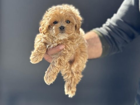 Yasal ruhsatlı çiftlikde ziyarete açık maltipoo lar