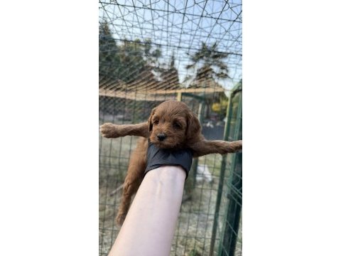 Red brown maltipoo yavrum