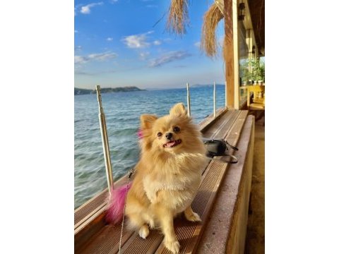 Pomeranian köpeğimiz izmir