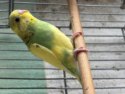 Yavru muhabbet kuşu