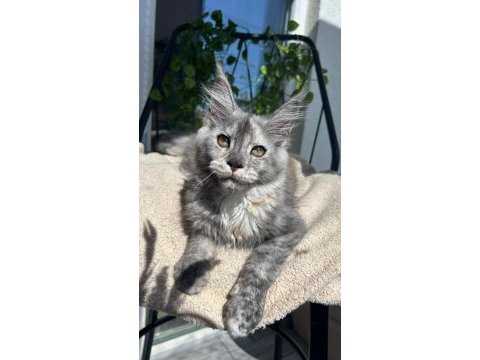 Sağlık ve ırk garantili minik dev kedilerimiz
