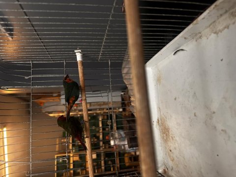 Parrot finch