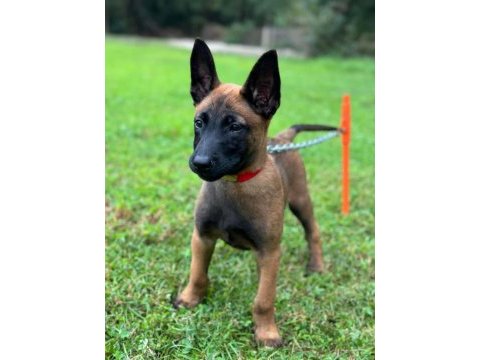 Secereli belçika malinois yavruları istanbul 
