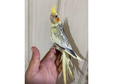 62 günlük kusursuz sultan papağanı bebek