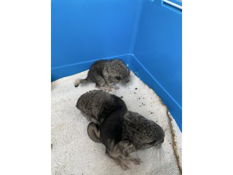 Erkek bebek chinchilla