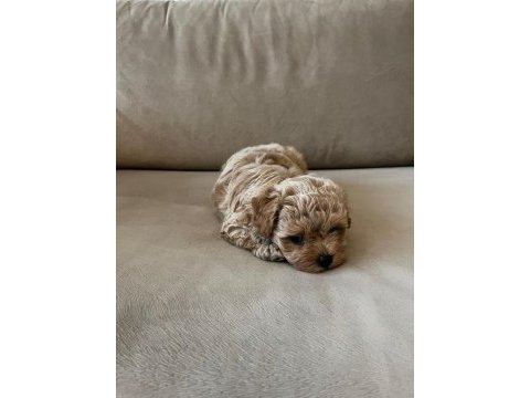 En küçük boy maltipoo yavruları