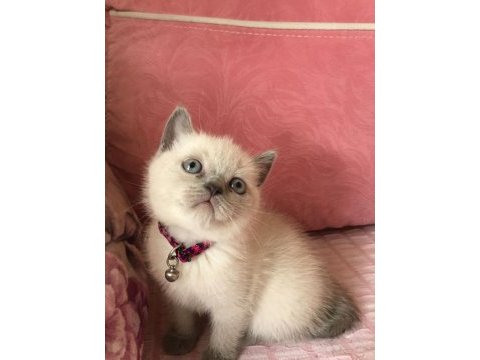 British blue point ve siyam yavrularımız teslime hazır