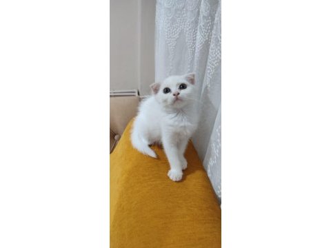 Scottish fold kartopu