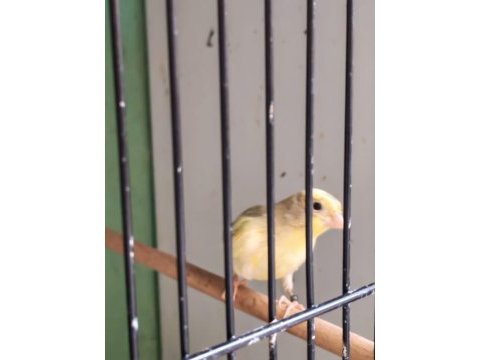 Güzel renkli kula sarı erkek yavru kanarya!