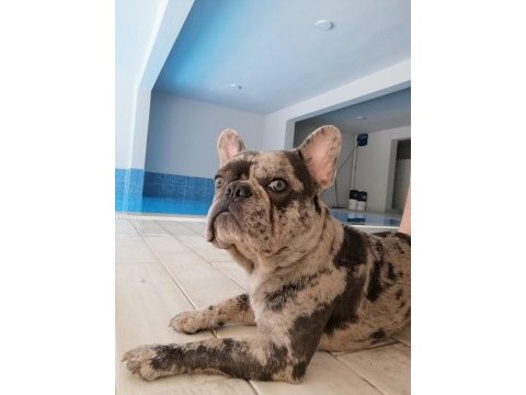 French bulldog merly izmir içi dişi eş arıyoruz