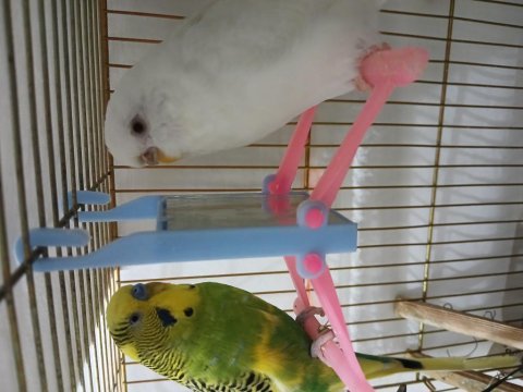 Çift albino ve sarı yeşil kuş