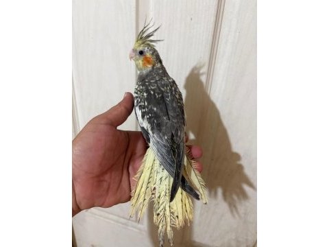 63 günlük full evcil kusursuz sultan papağanı bebek