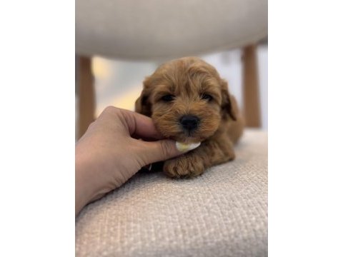Orjinal maltipoo bebeklerim