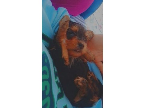 Yorkshire terrier yavrularımıza yuva arıyoruz