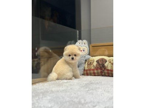 Pomeranian ırkının en iyilerini isteyenlere