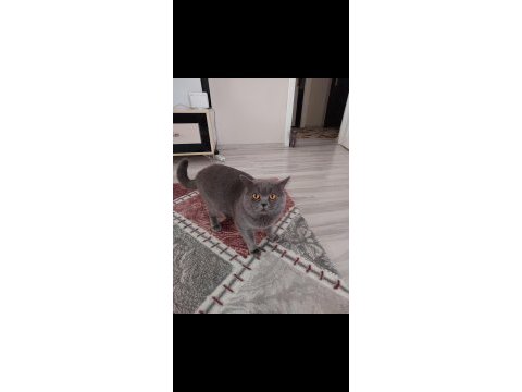 British shorthair yuva arıyoruz