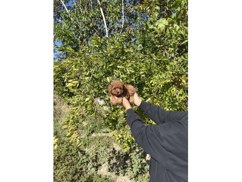 Kore kan toy poodle bebekler