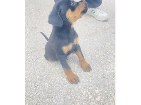 Rottweiler