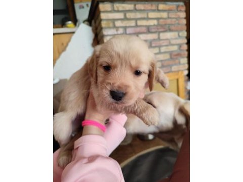 40 günlük tatlı golden retriever yavruları